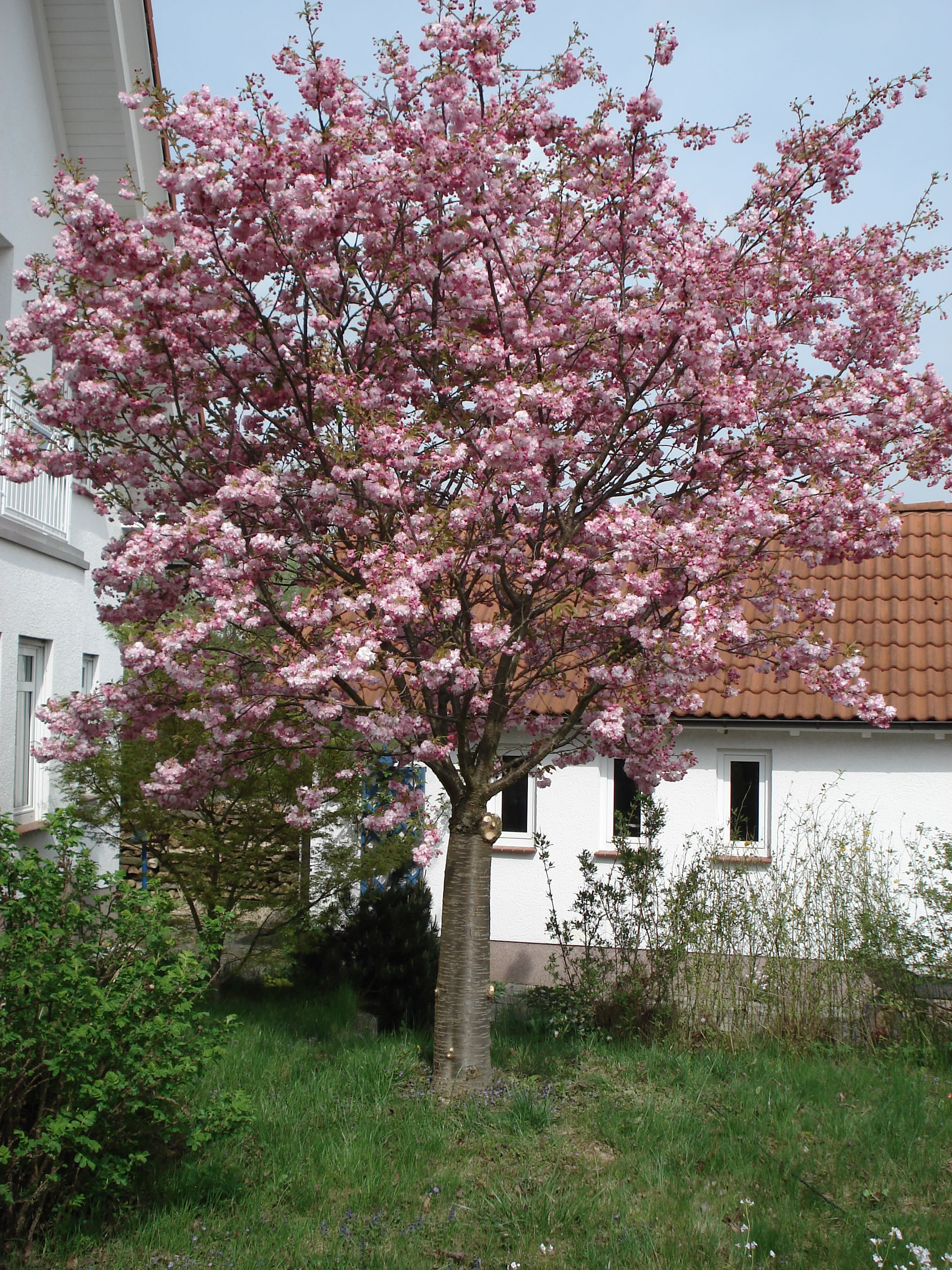 Hausbäume Baumschule Weyersbach